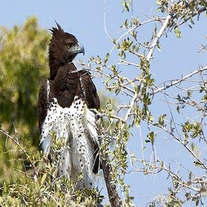 Martial Eagle
