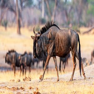Wildebeest