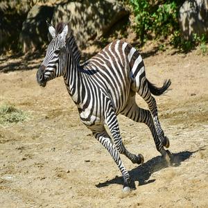 Zebra