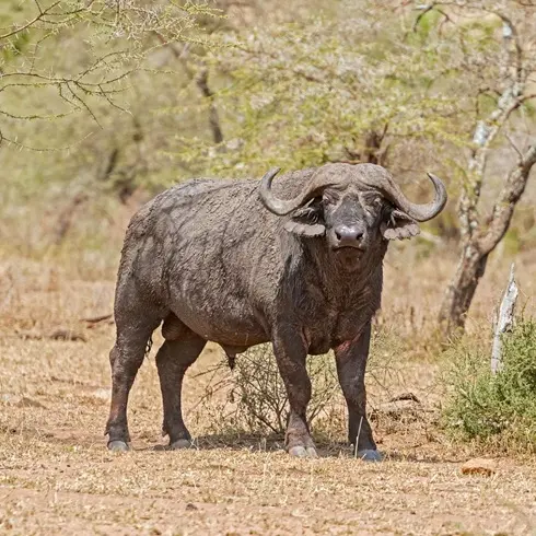 Buffalo