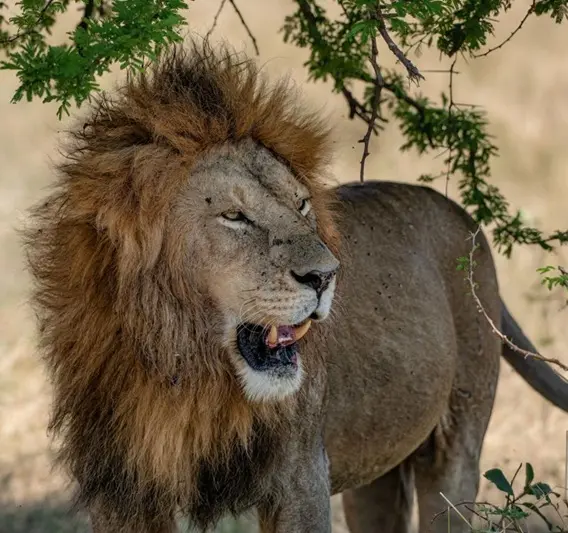 Lion