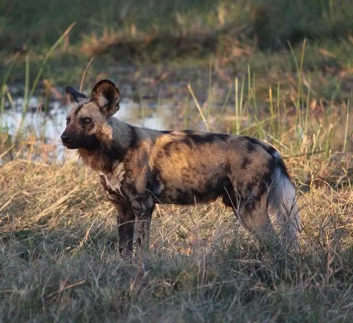 African Wild Dog