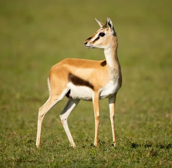 Topi & Hartebeest