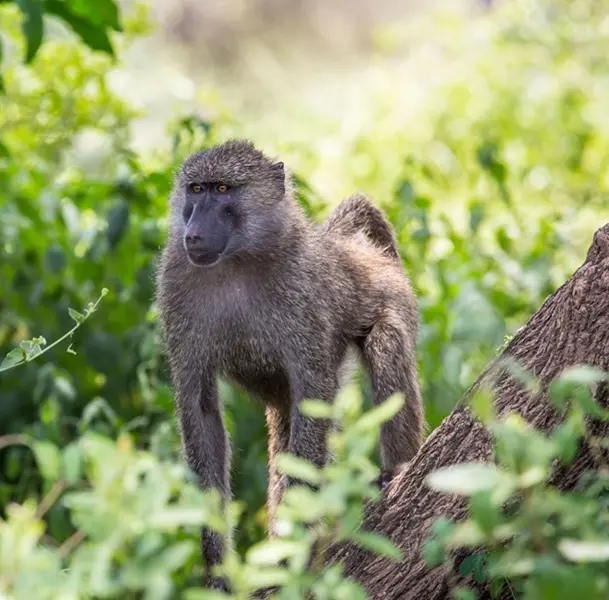 Olive Baboon