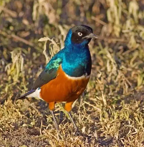 Birding
