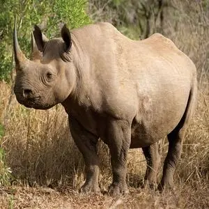 Black Rhino