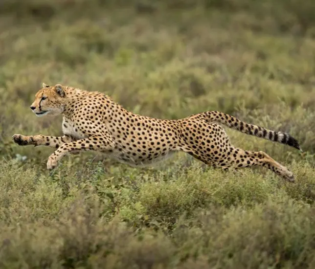 Cheetahs