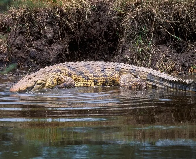 Nile Crocodile