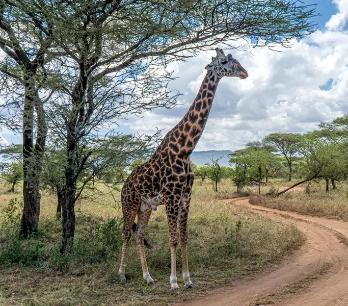 Giraffe & zebra