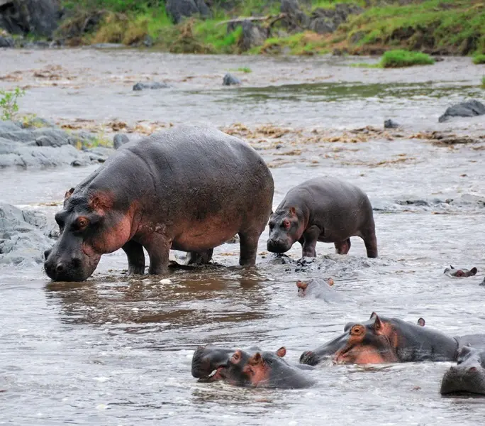 Hippo