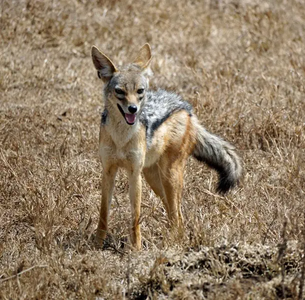 Jackal