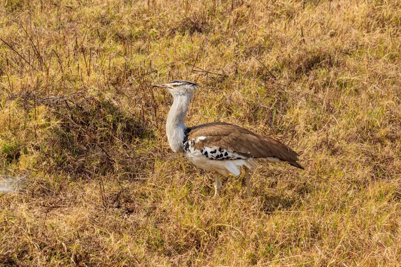 Kori Bustard