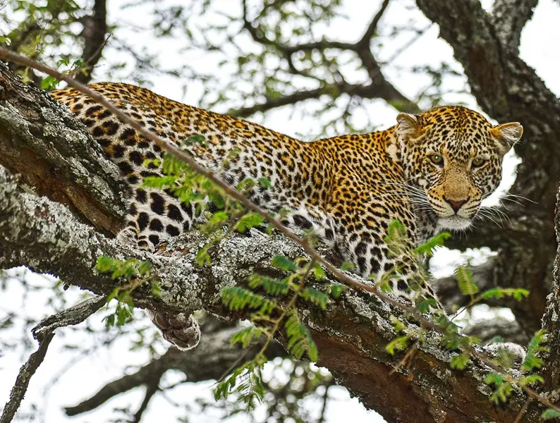 Leopard