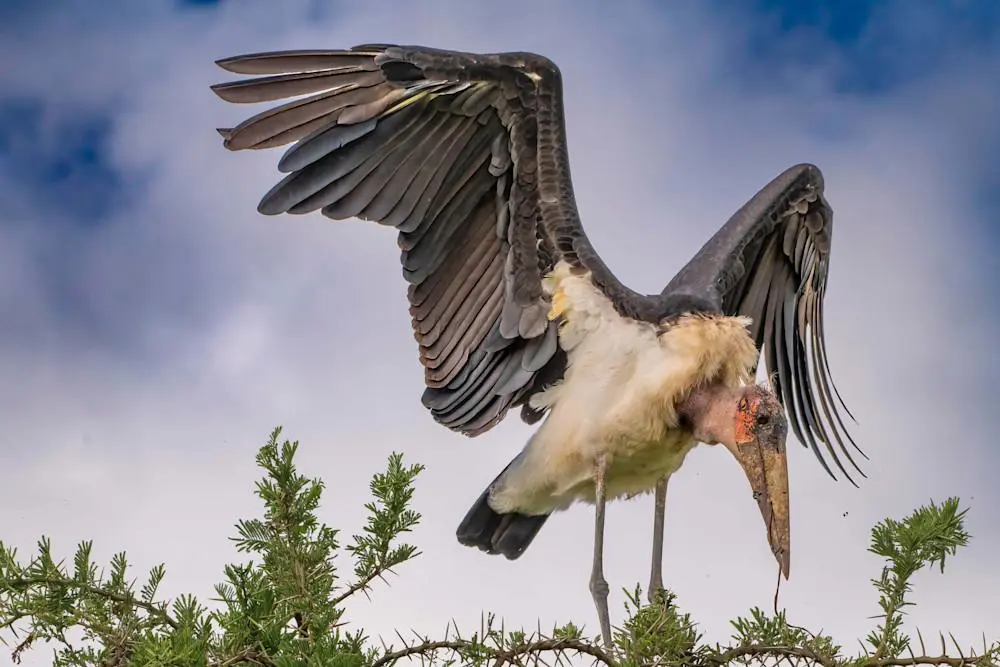 Marabou Stork