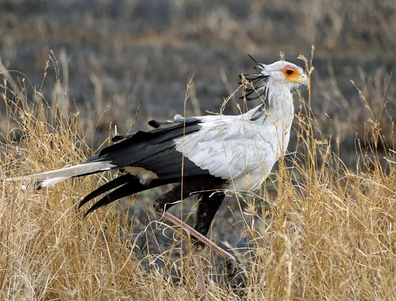 Secretary Bird & Kori Bustard