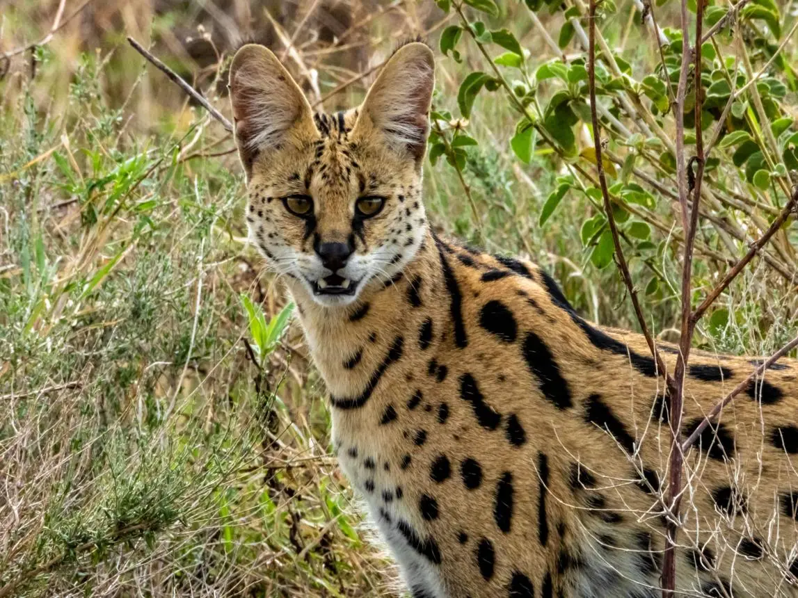Serval & African Wild Cat