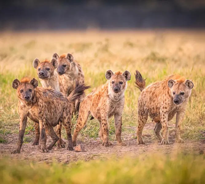 Spotted Hyena