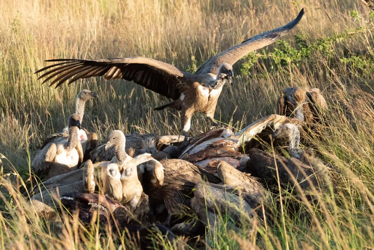 Vultures
