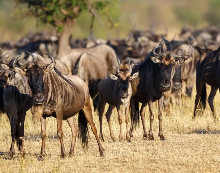 Wildebeest & Zebra