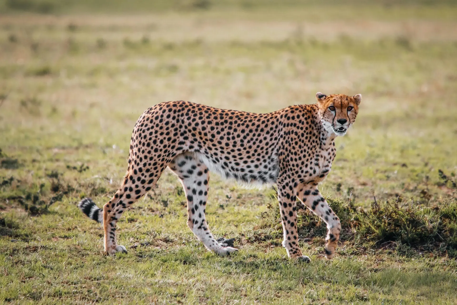 Central Serengeti's open grasslands