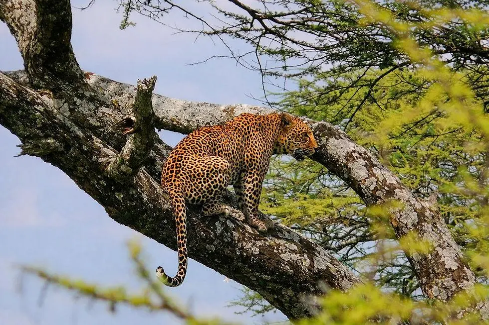 Central Serengeti (Seronera)