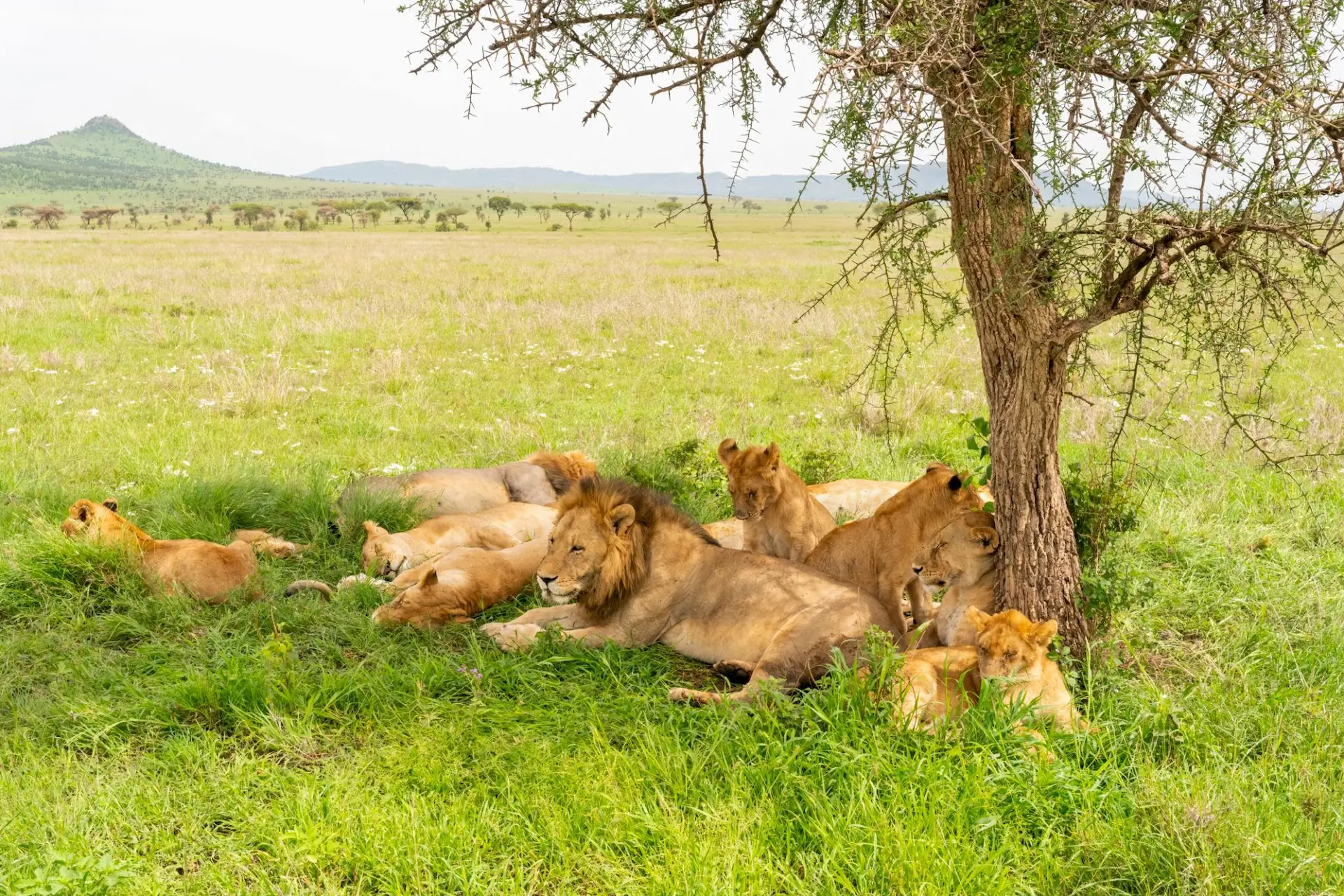 Central Serengeti (Seronera)