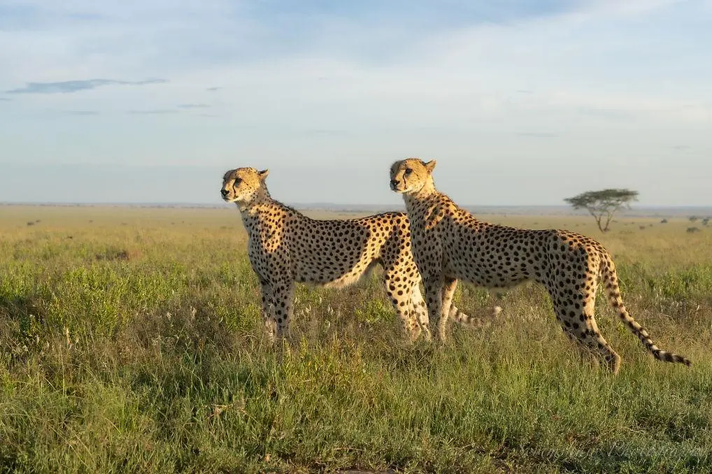 Eastern Serengeti plains