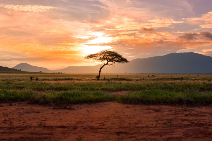 Serengeti elephants at sunset