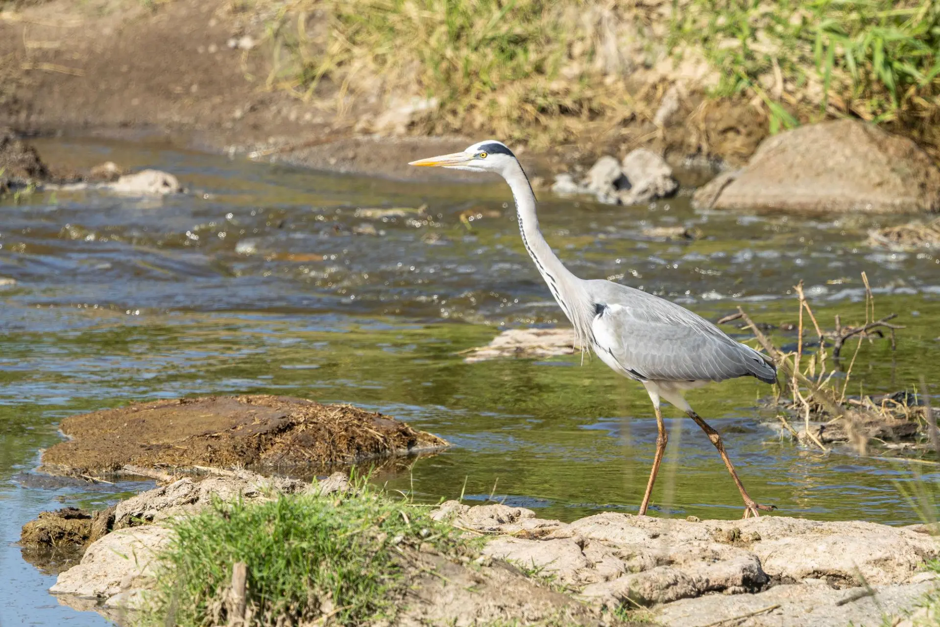 River-bank birding walks