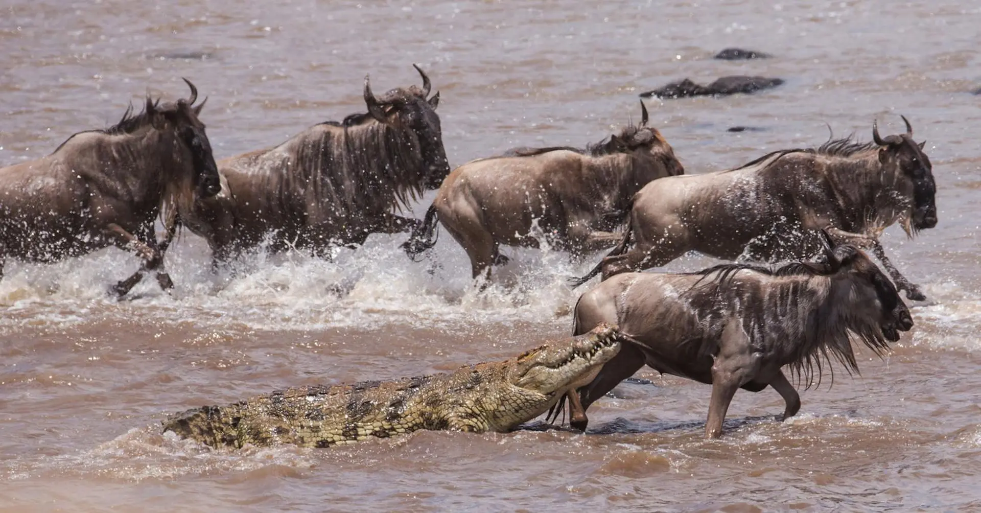Grumeti River crossings
