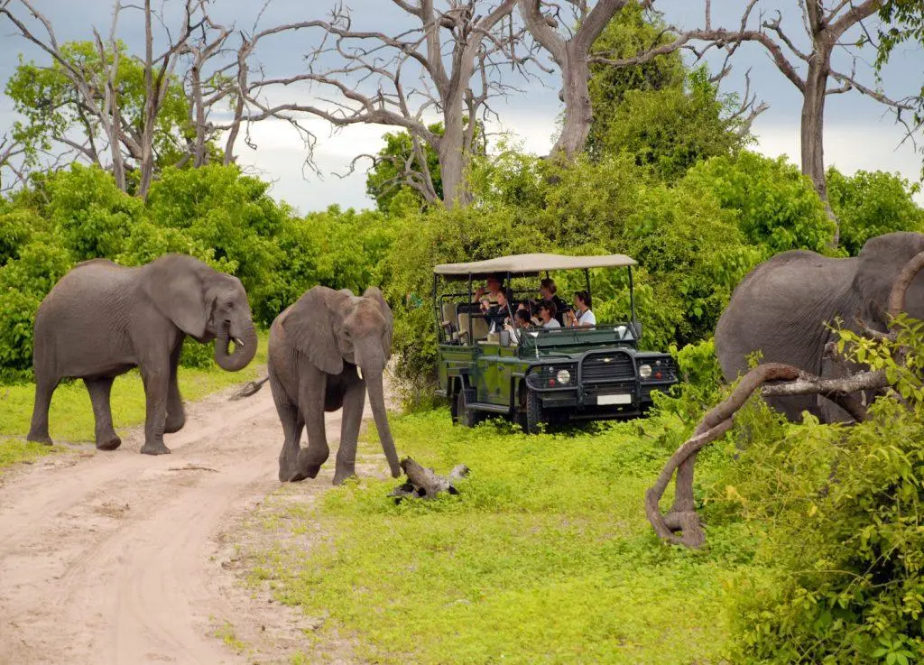 Woodland big-game drives