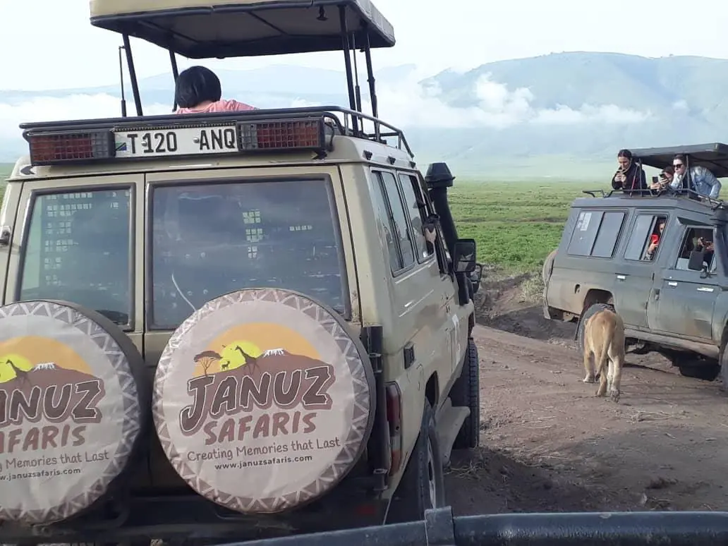 Lion in the Serengeti