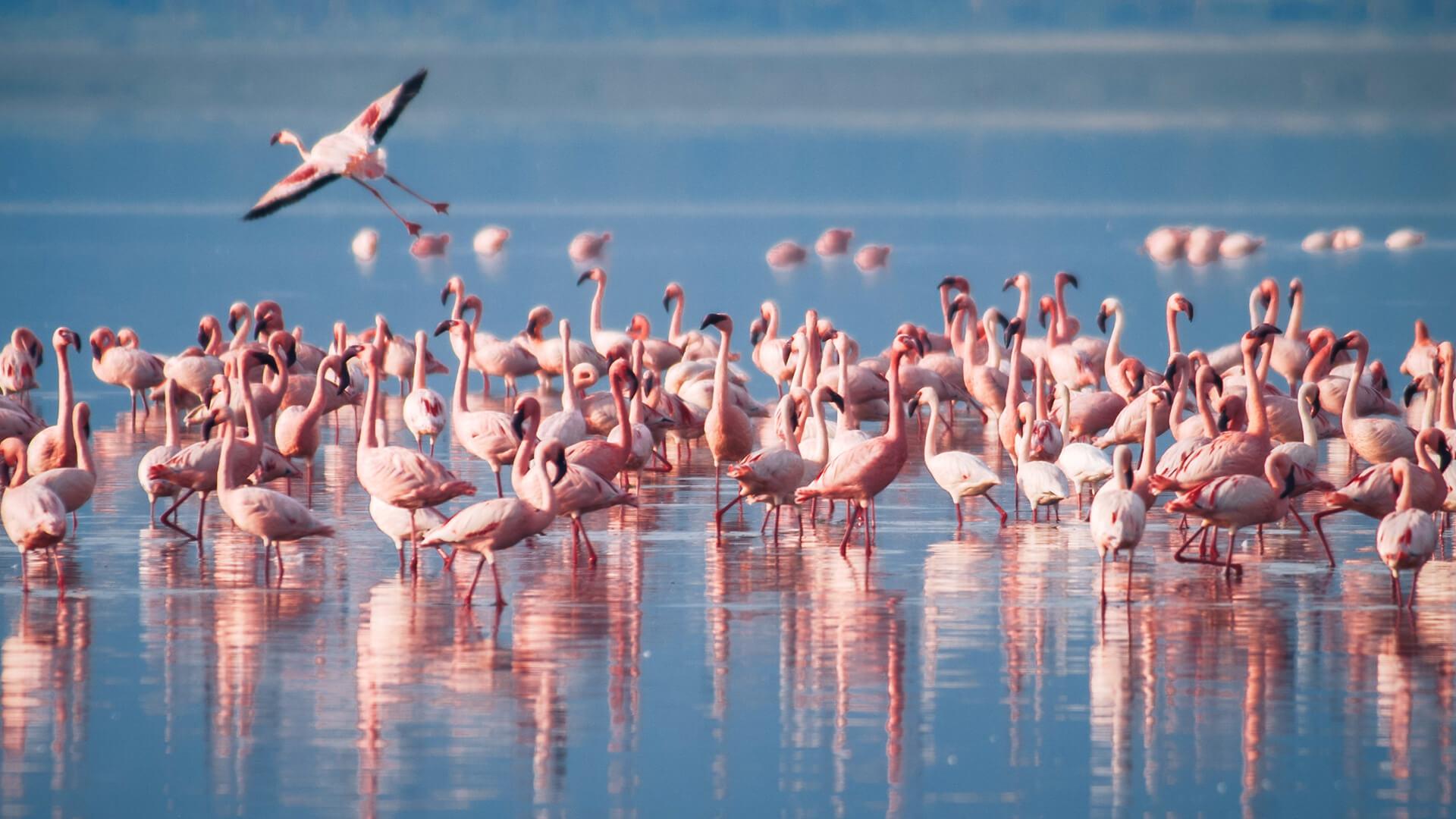 When Manyara shines