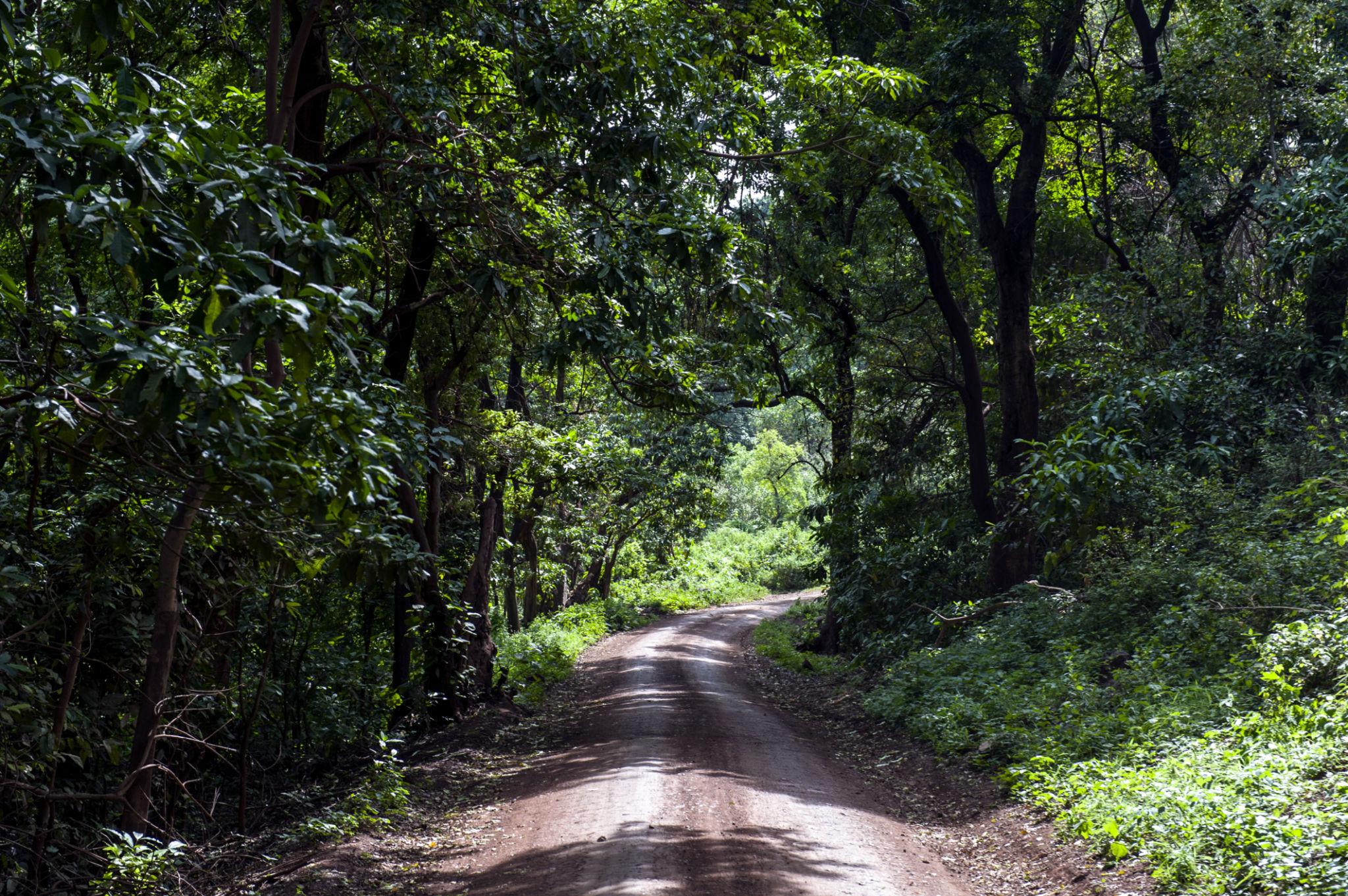 Groundwater forest