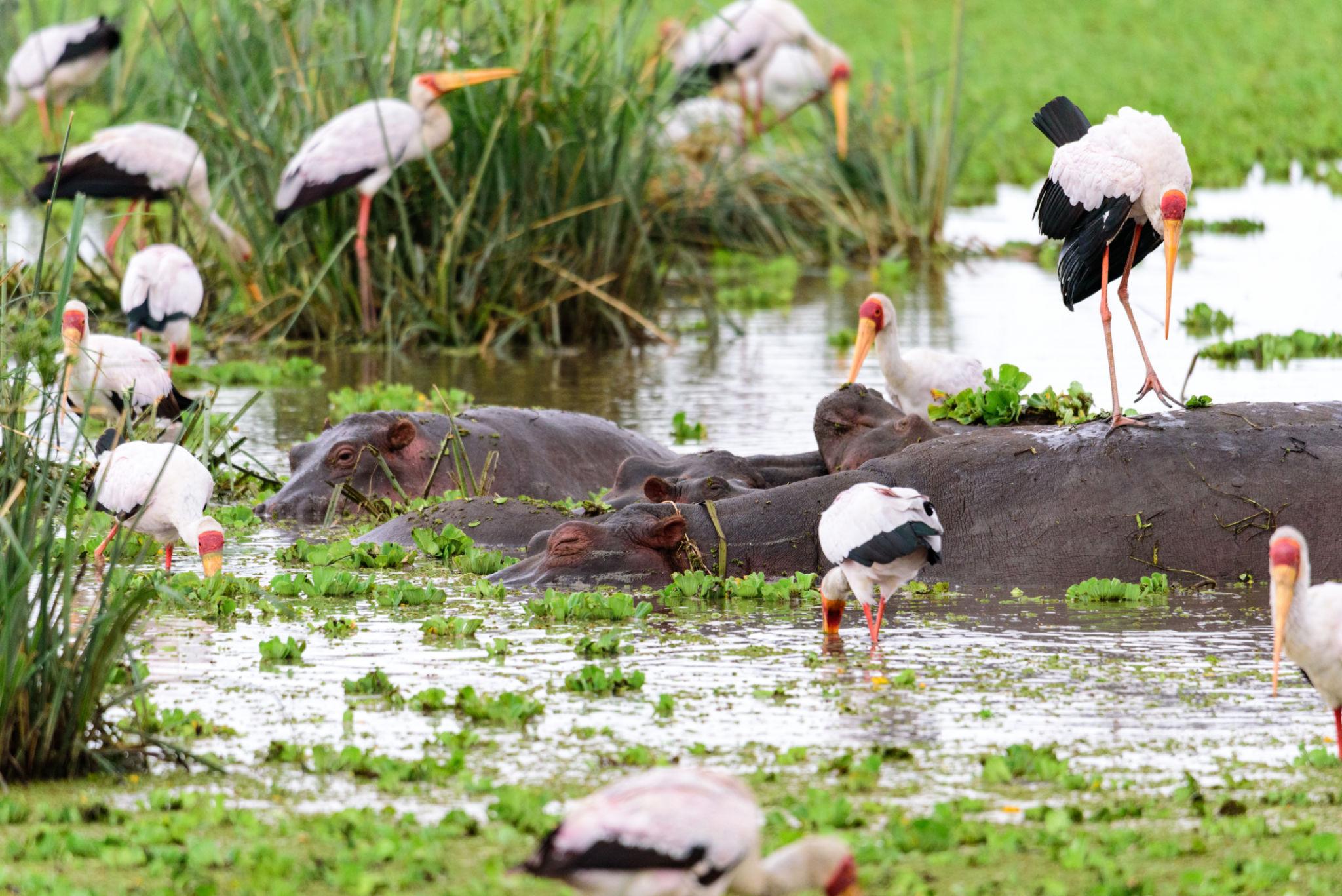Hippo & waterbirds
