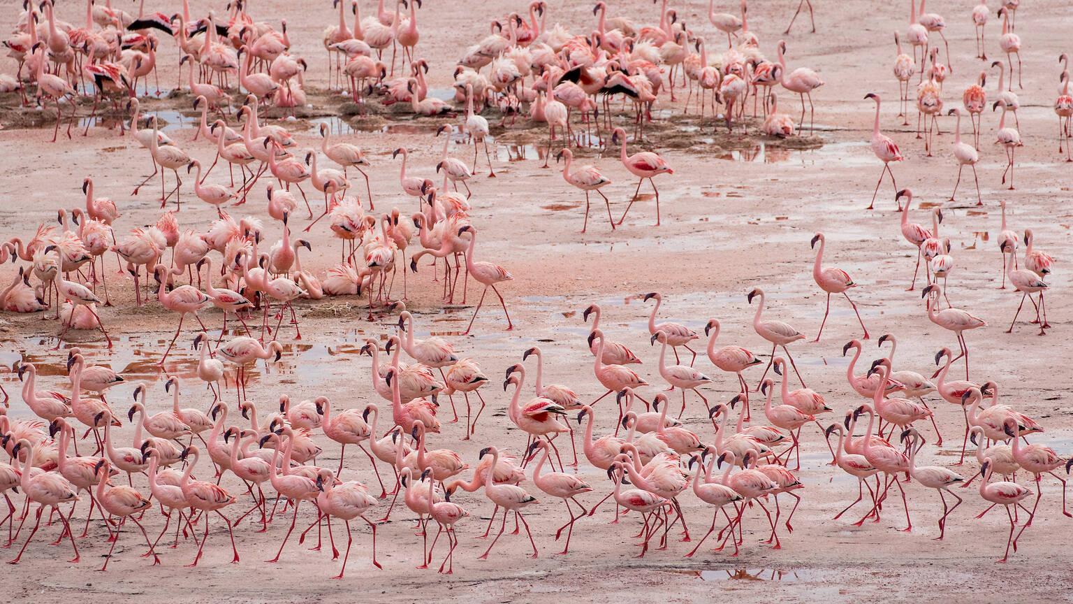 Lake Natron
