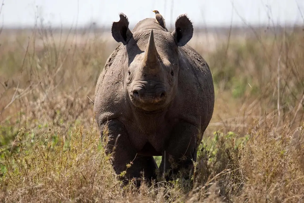 Ask about Moru Kopjes for rhino
