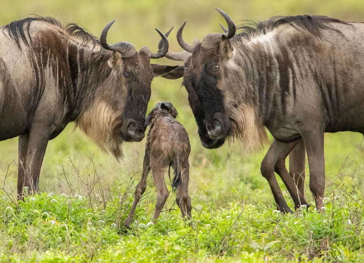 Newborn wildebeest calf on the Ndutu plains
