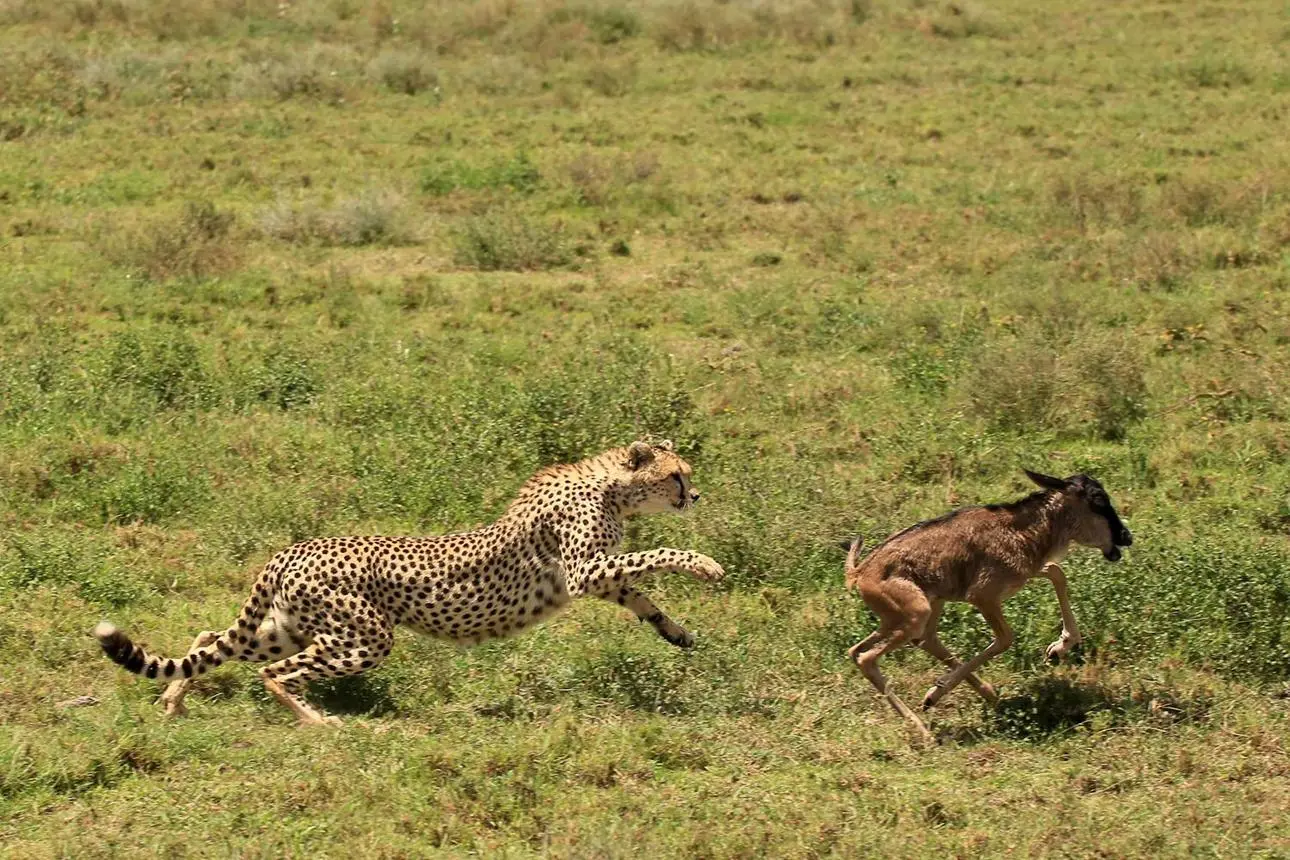 Southern Serengeti (Ndutu)
