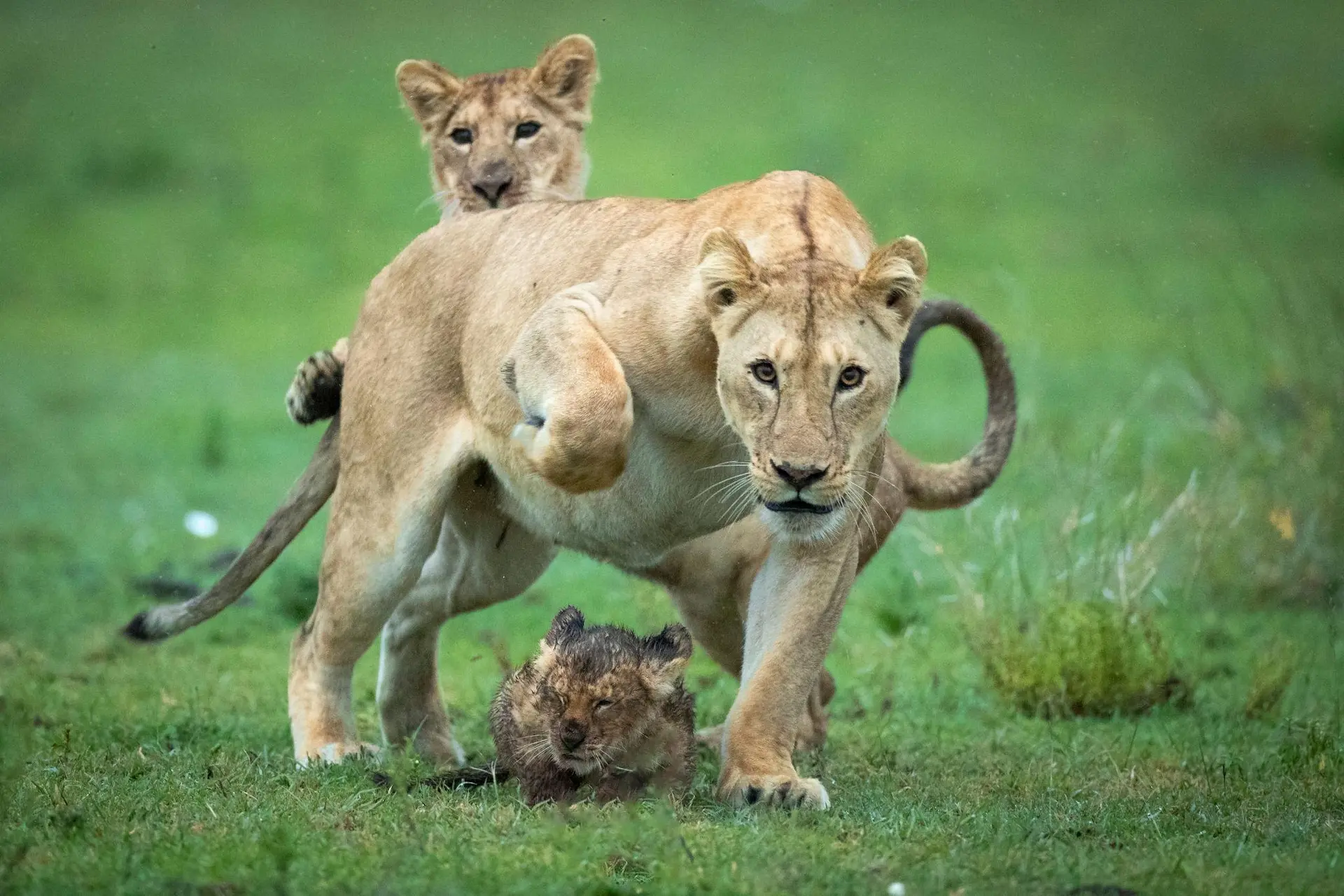 Southern plains, calving season