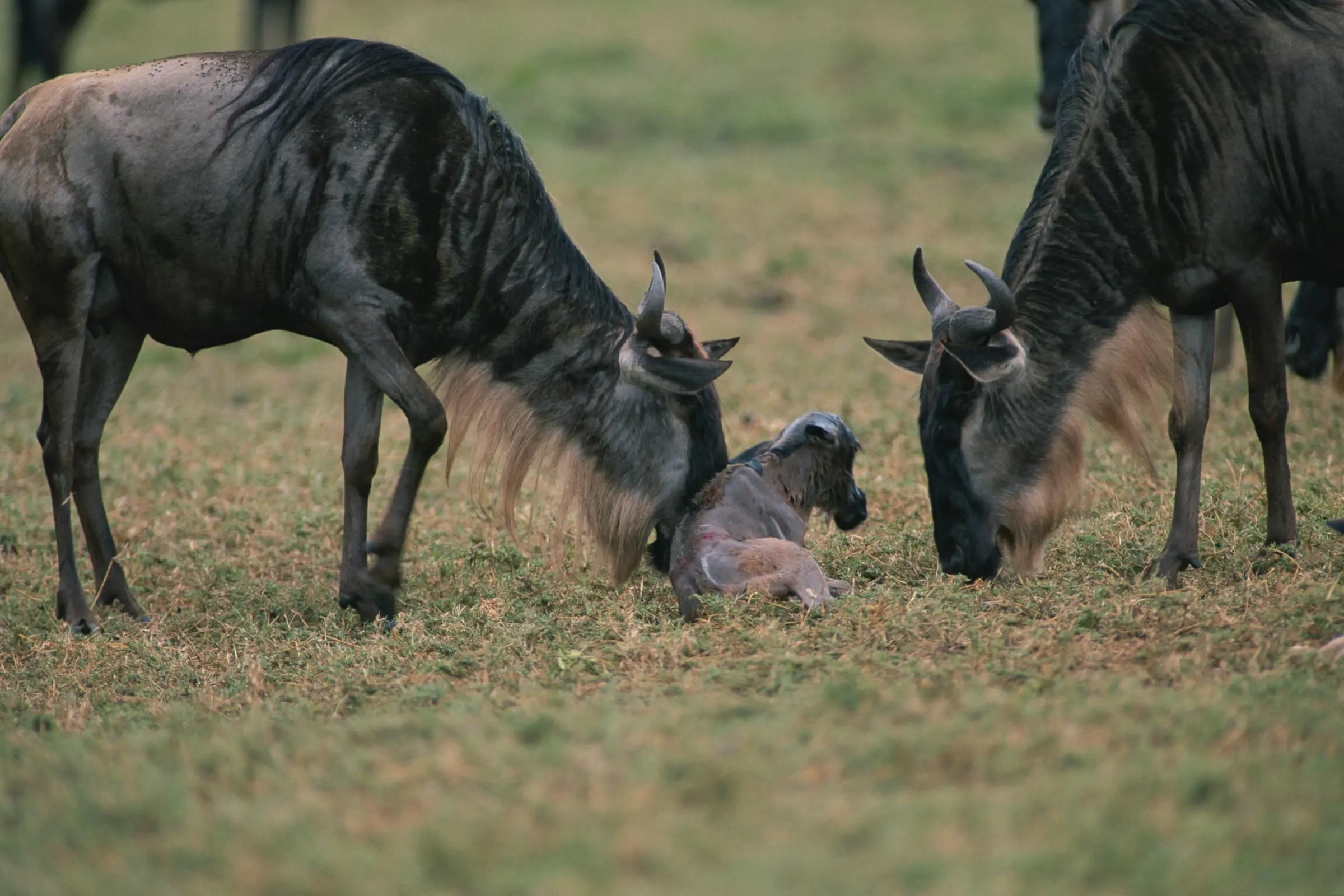 Southern Serengeti (Ndutu)