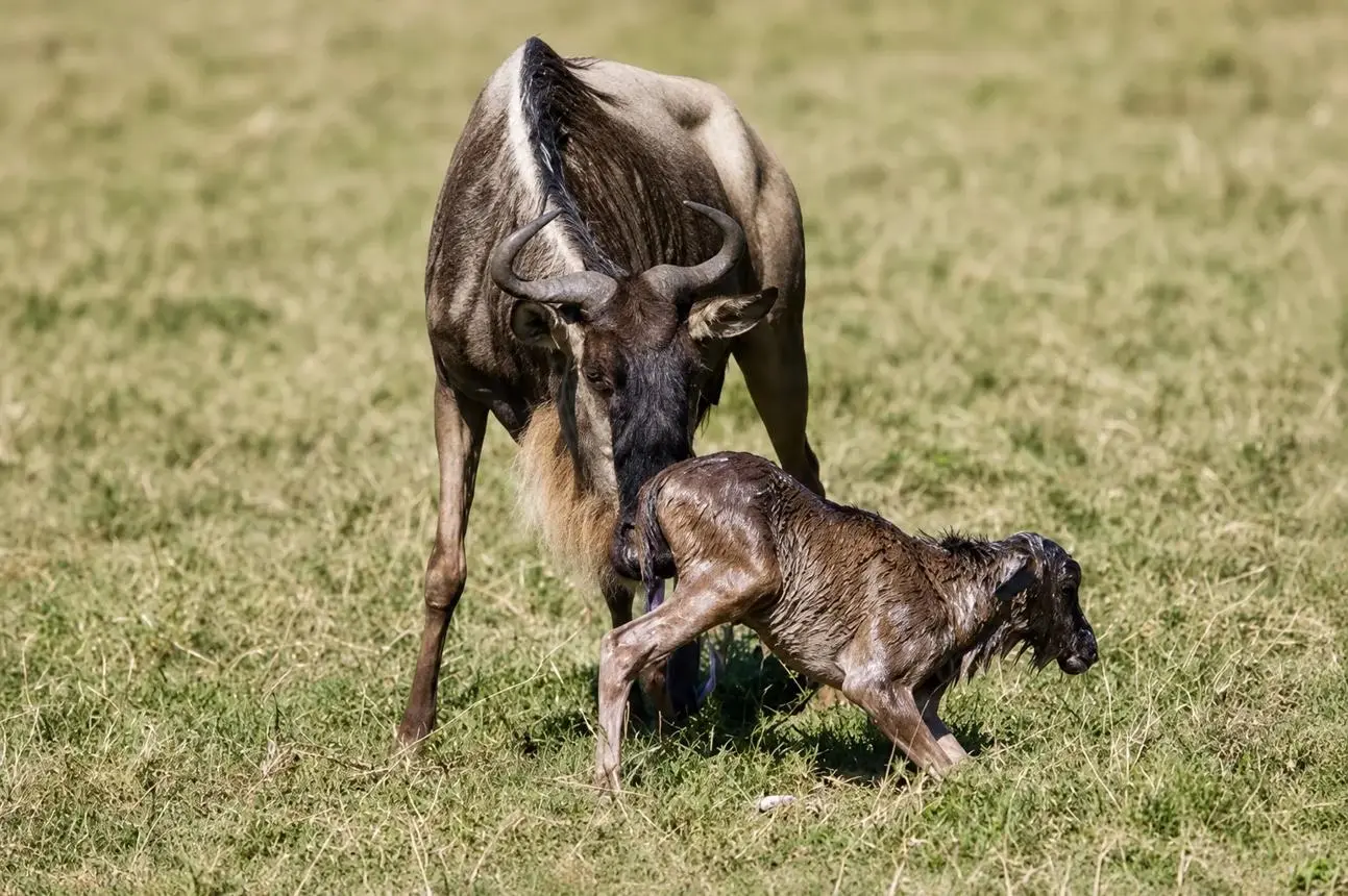 Southern Serengeti (Ndutu)