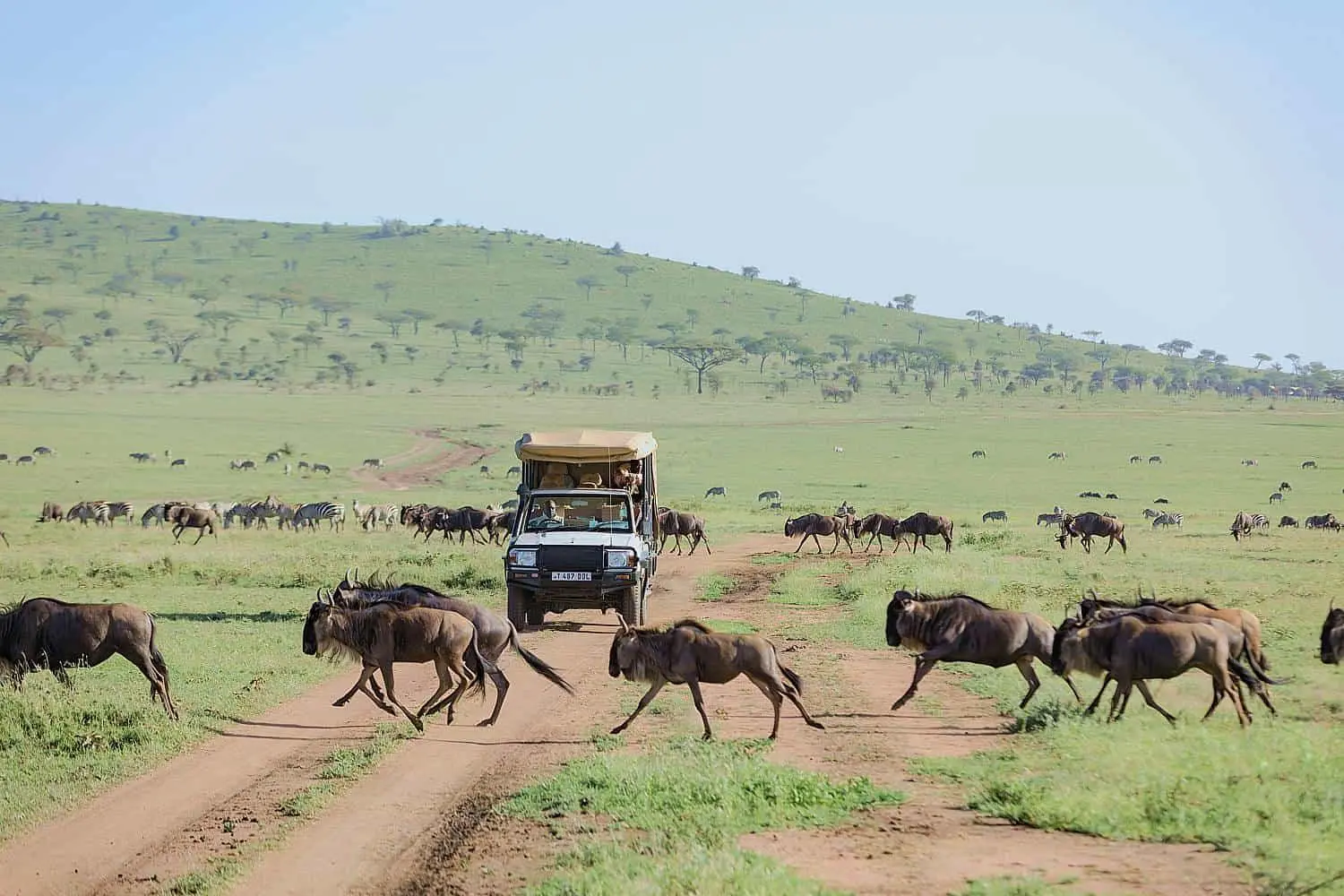 Full-day game drives