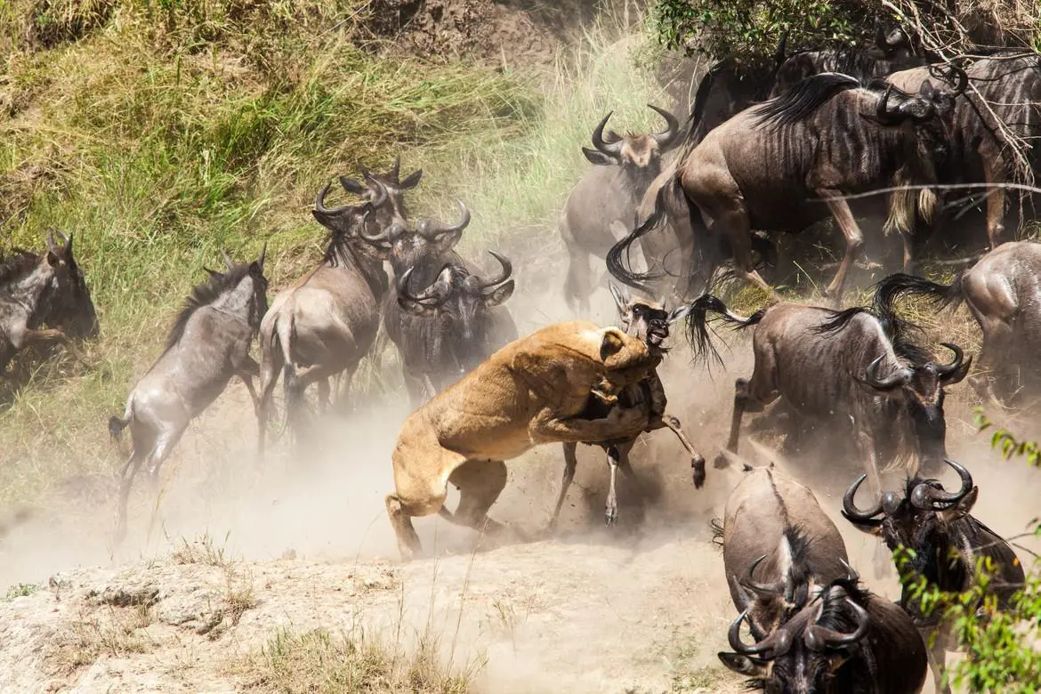 Northern Serengeti, migration season