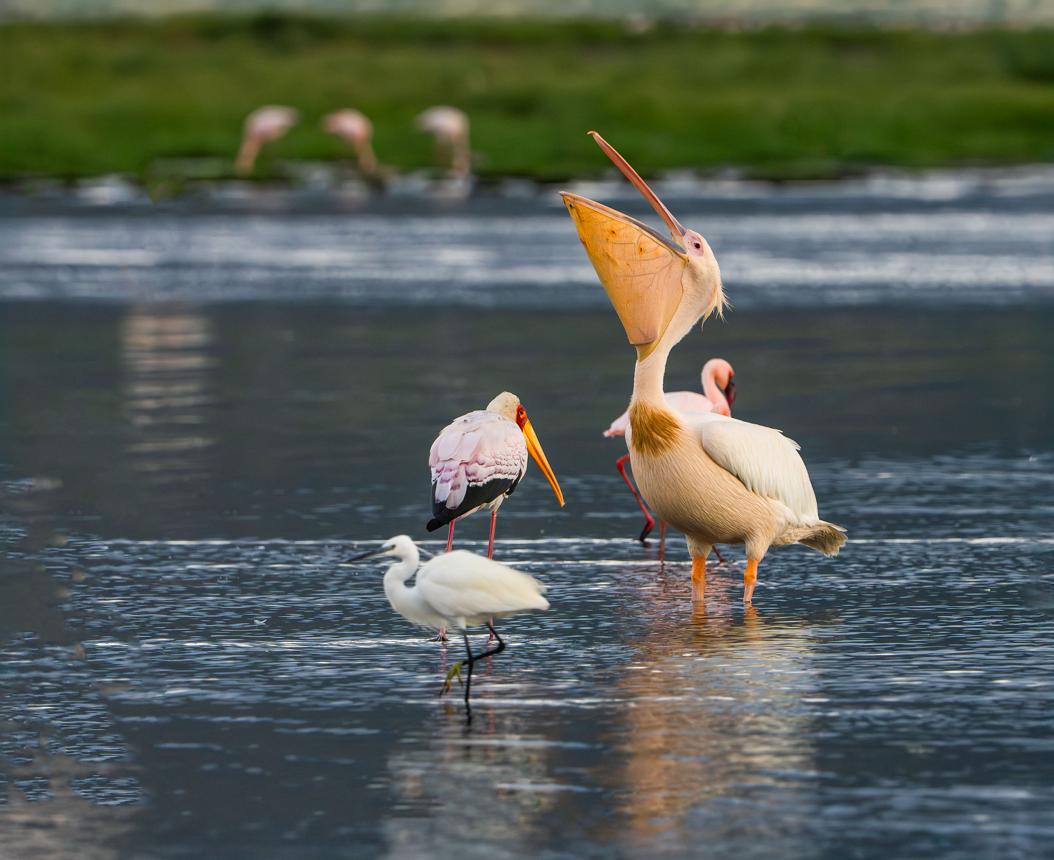 Other waterbirds