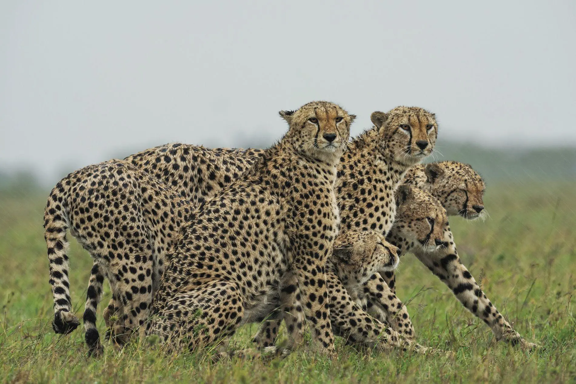 Coalition males