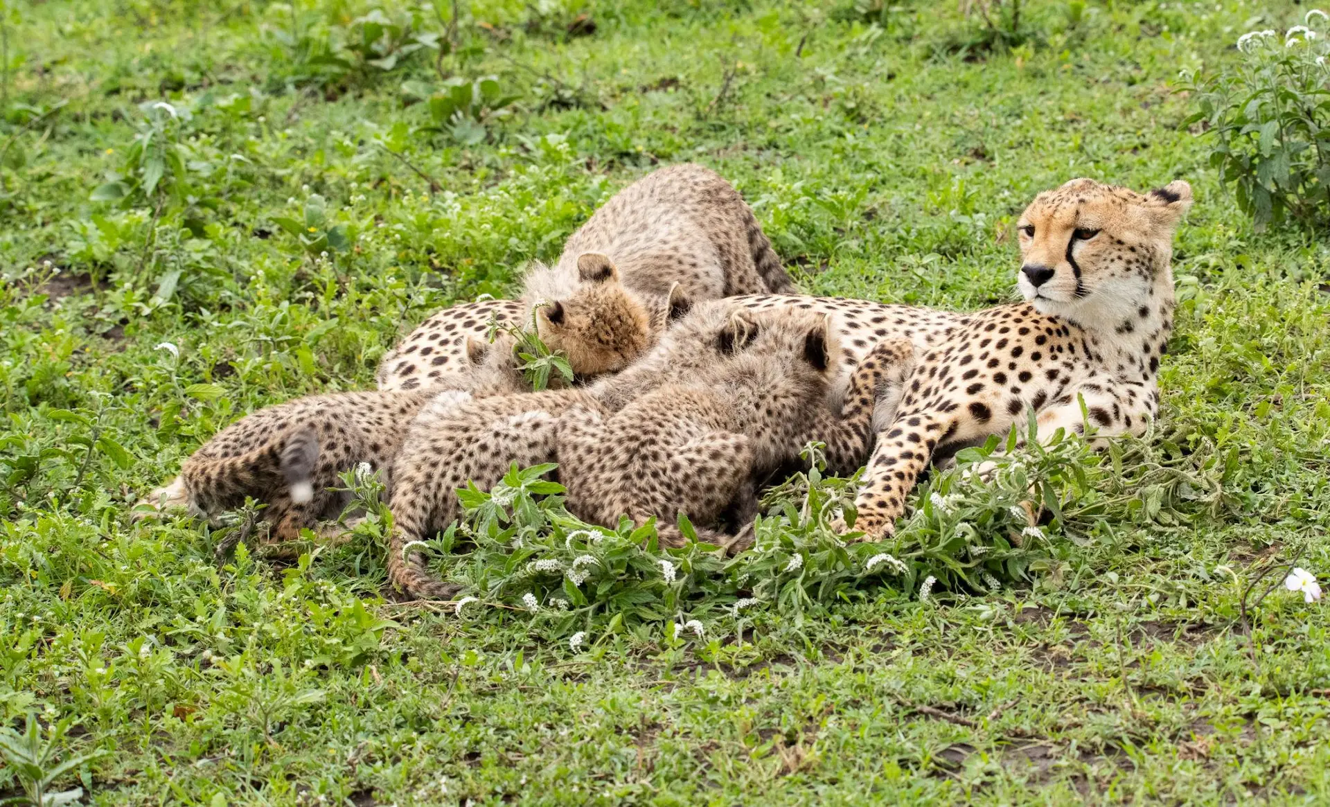 Vulnerable cubs