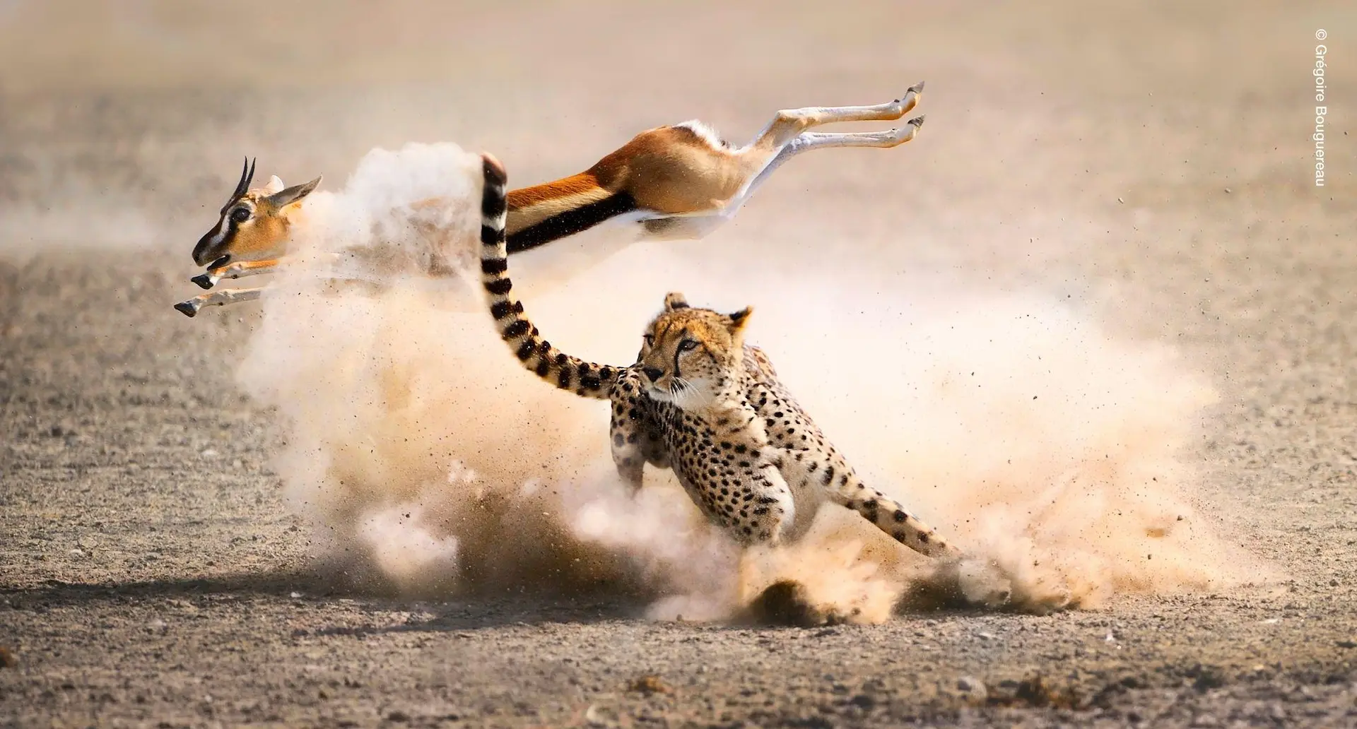 Short, explosive chases