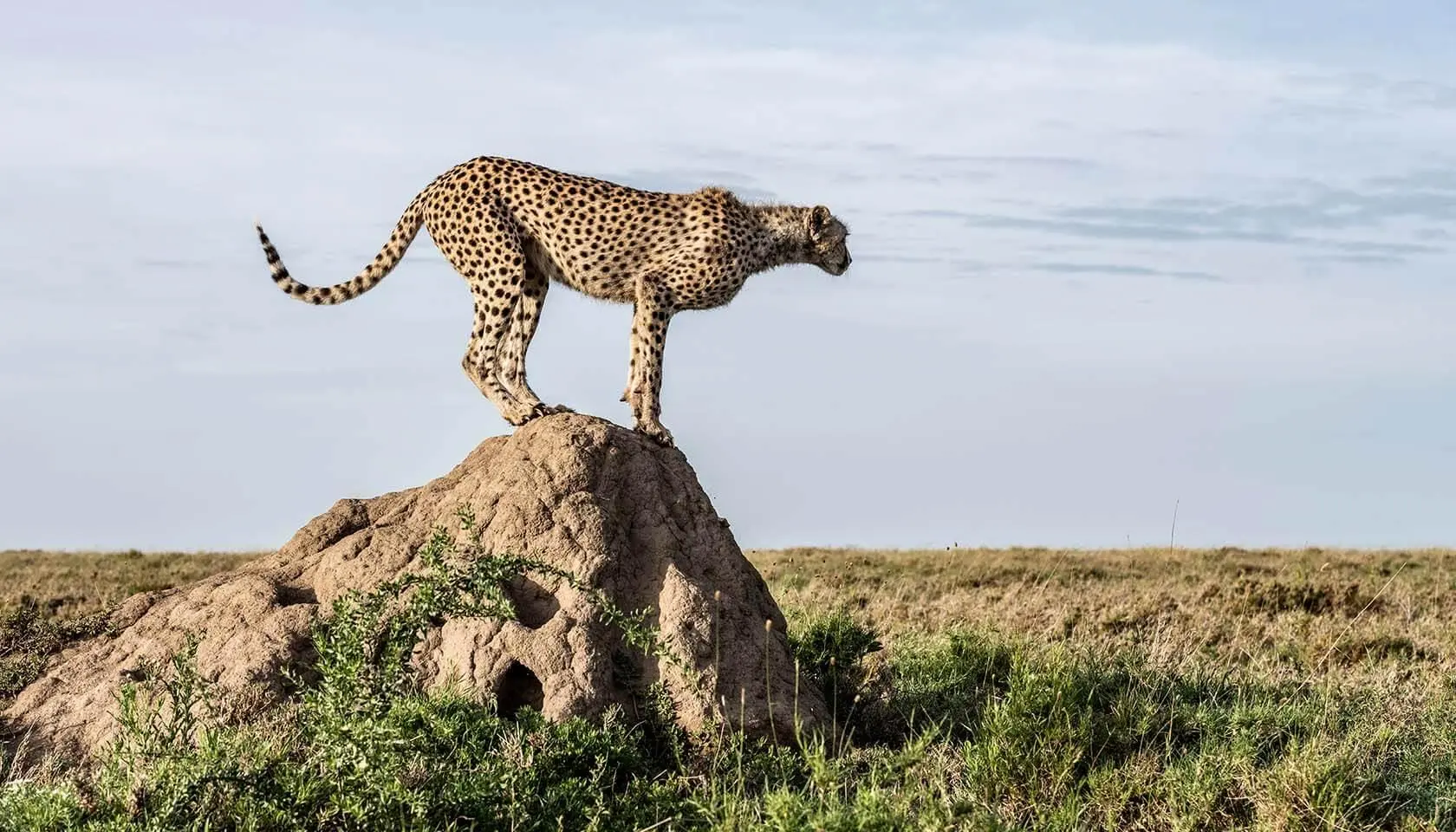 Termite mound lookouts