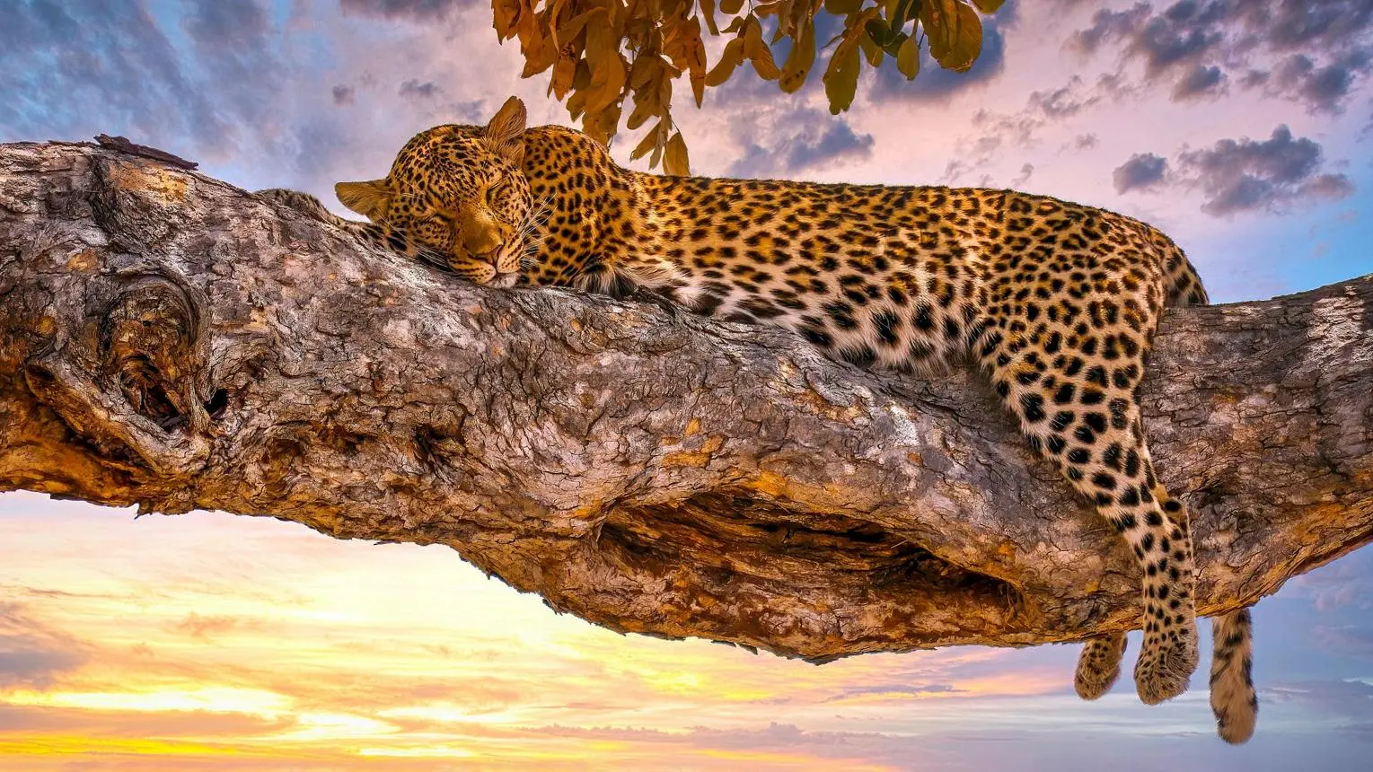 Early morning and dusk